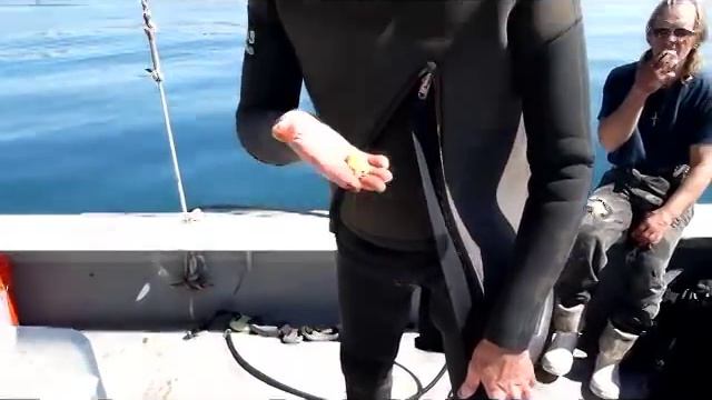 Sea Urchin Diving - California Uni Sushi смотреть онлайн