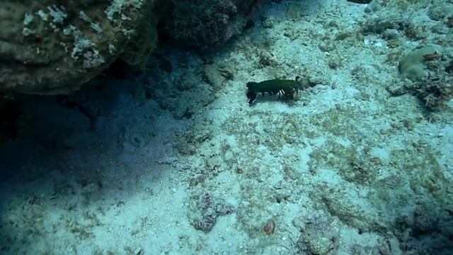 D2U Club - Дайвинг на Занзибаре - Северный риф Jumba Ya Kasa ...