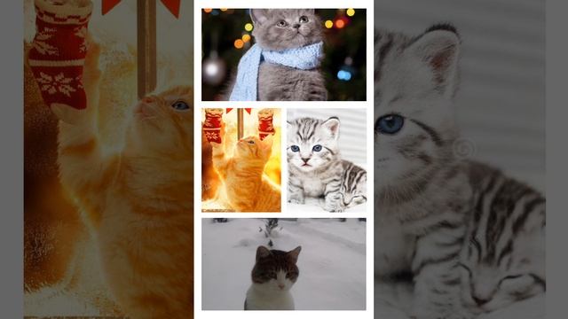 просто котики для вас