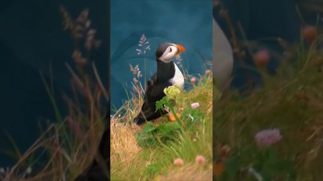 Забавные птицы Ту́пики / Латинское название Fratercula arctica смотреть онлайн