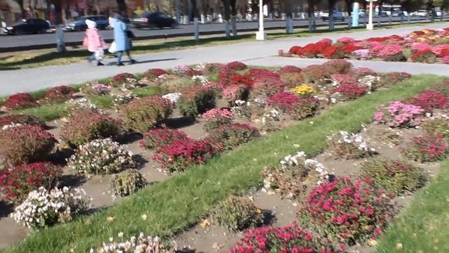 Хризантемы Тараза. Автор видео Вайцель Владимир. смотреть онлайн