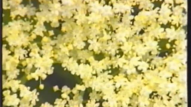 Птица - Ein Vogel