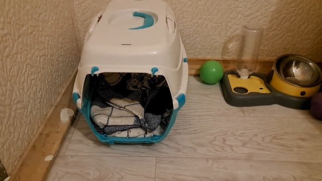 Купили щенка ?. Первые проблемы. покупки на #wildberries смотреть онлайн