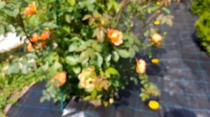 Роза Леди оф Шалот цветение на 19 июня 22 года