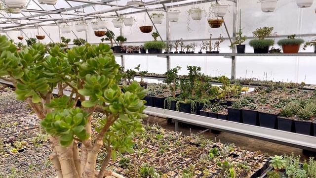 СТРЕЛИЦИЯ НИКОЛАЯ И КРАССУЛА ОВАТА ОТЧЁТ ПОСЛЕ ПЕРЕСАДКИ И ФОРМИРОВАНИЯ УХОД КРУГЛЫЙ ГОД смотреть онлайн