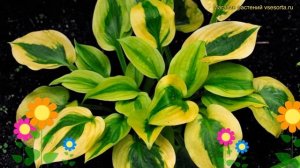 Хоста гибридная Глед регс. Краткий обзор, описание характеристик hosta glad rags Glad Rags