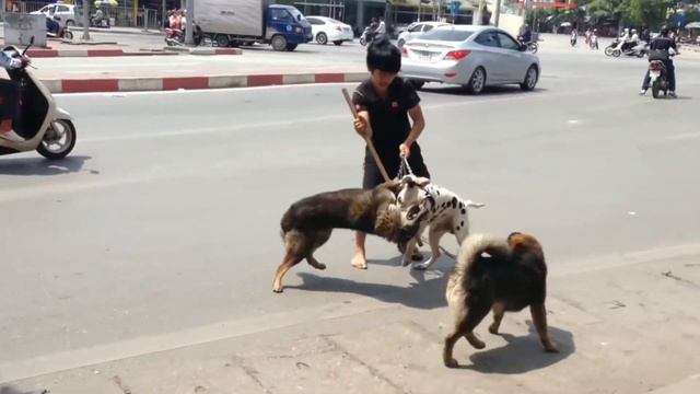 قتـال الكـلاب fighting Dalmatian vs Shepherd смотреть онлайн
