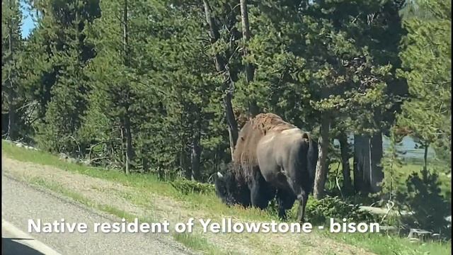 Yellowstone National Park. Best of Yellowstone | TRAVEL VLOG смотреть онлайн