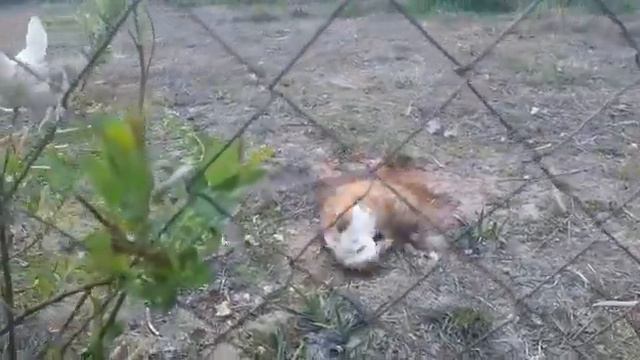 кролико бизнес. наш первый кролик в хозяйстве смотреть онлайн