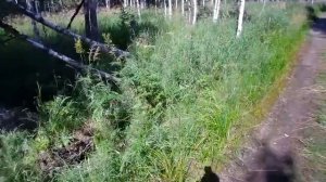 #Коп металла на УЖД.УХОДИМ ГЛУБЖЕ В ТАЙГУ НАХОДИМ БОЛЬШЕ МЕТАЛЛА Ч 2 (рельсы как грибы после дождя)