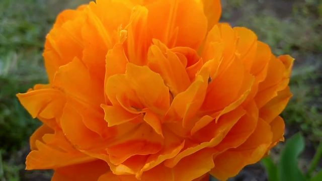 Тюльпан махровый ранний Orca