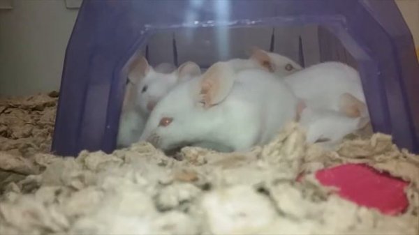 Смешные мышки Позитив Funny Pet White Mice