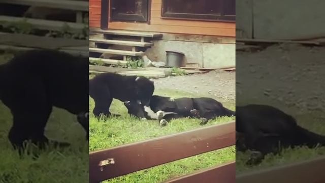 Газван, Байсият, Джанговар- семья САО, чёрный азиат, щенки сао, вязка спб смотреть онлайн