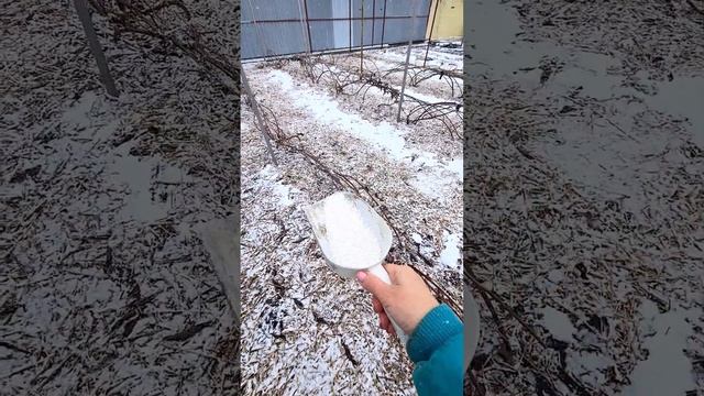 Внесение основных удобрений. Кальциевая селитра#sorts смотреть онлайн