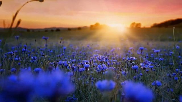 Чёрный вечер, белый снег... смотреть онлайн