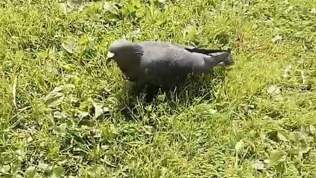 Ручной голубь Олег