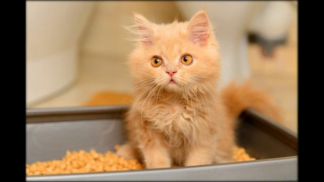 приучение взрослой кошки к лотку смотреть онлайн