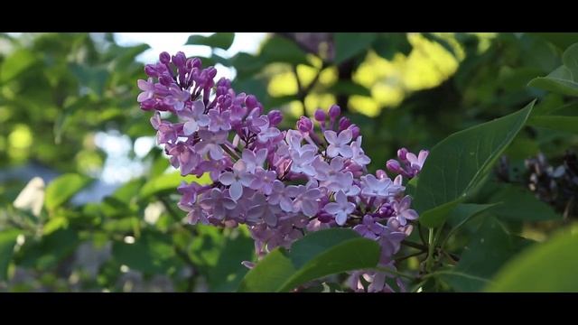 Canon EOS 77D - Video Test смотреть онлайн