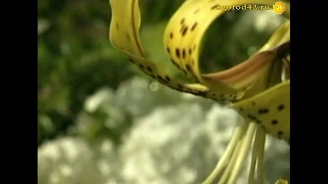 Великолепно цветущие кустарники смотреть онлайн