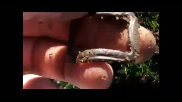 2 SEPERATE DAYZ OUT METAL DETECTING смотреть онлайн