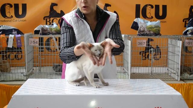 выставка кошек смотреть онлайн