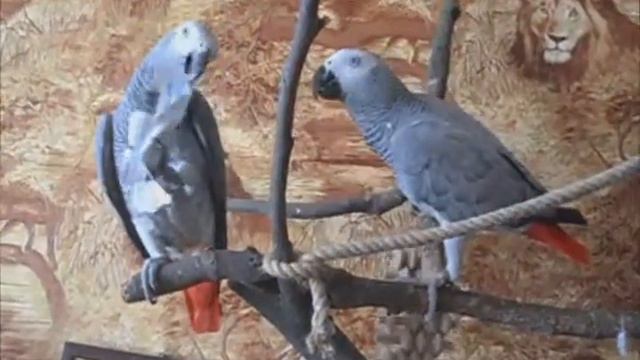 Два Весёлых Жако. смотреть онлайн
