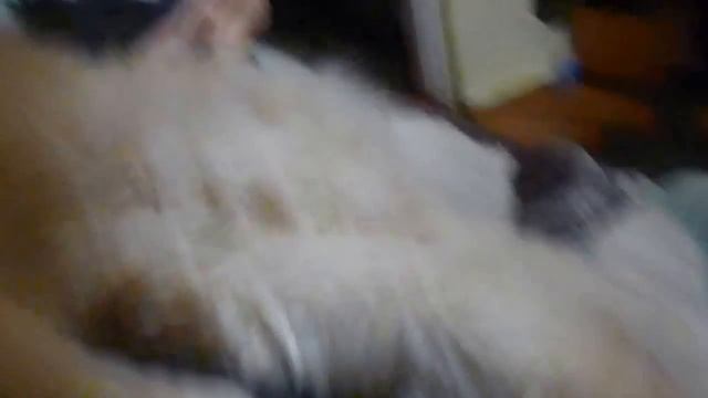 Кот заводит мотоцикл )) (во сне ) смотреть онлайн