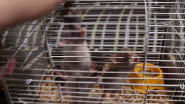 КРЫСЯТА КУШАЮТ ГАММАРУС :) смотреть онлайн