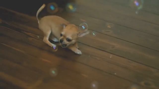 Приколы. Песик играет с мыльными пузырями смотреть онлайн