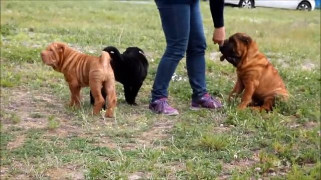 МОНО выставка шарпеев Санрайс Брис Брянск
