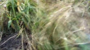 Высадка ПЕРЦА ? на черно-белое агроволокно. НЕ мульчируйте свежей ТРАВОЙ !!!