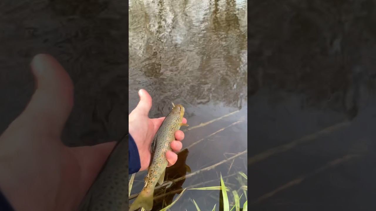 Форель на свободе! #shorts #форель #trout #troutfishing #fishing #спиннинг #рыбалка #поймалотпусти смотреть онлайн