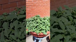 Стрижка петунии для пышного цветения