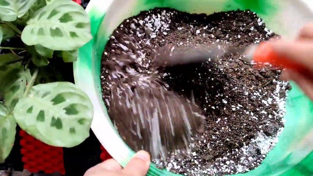 Maranta leuconeura( Prayer Plant) Repotting || February Gardening Tips || How To Repot Prayer Plant смотреть онлайн