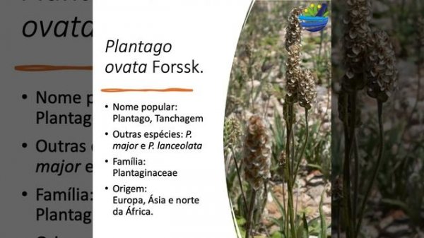 Plantago