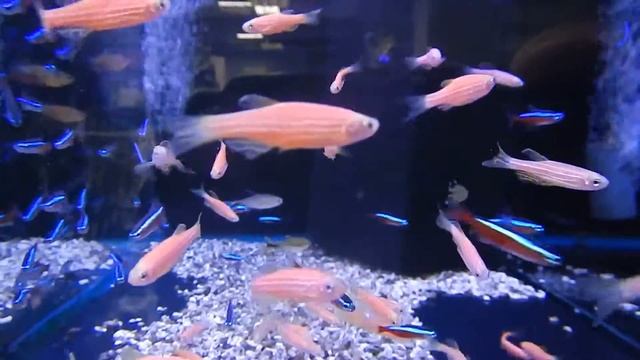 аквариумная рыбка, Данио глофиш, Вrachidanio rerio смотреть онлайн