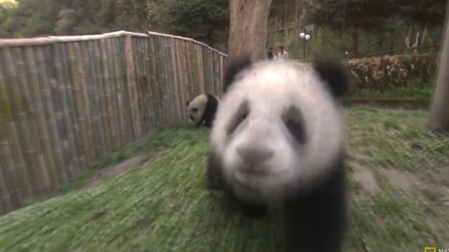 Панда - интересные факты смотреть онлайн
