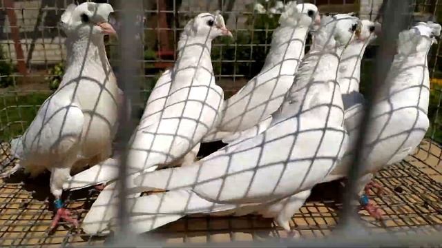 Лучшая порода бойных голубей в России. смотреть онлайн