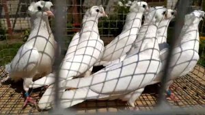 Лучшая порода бойных голубей в России.