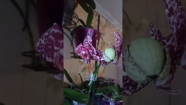 Фаленопсис Wild cat (дикий кот) смотреть онлайн