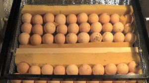 Выращивание Бройлеров с Инкубатора. Как я закладывала яйца в инкубатор автомат