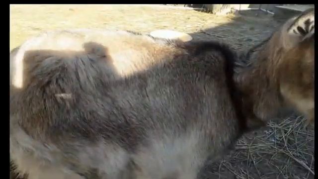 Выкидыш у козы... Что делать? смотреть онлайн