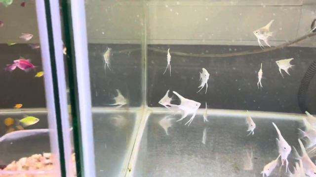 АрованАква тернеция GloFish и скалярия Платиновая смотреть онлайн