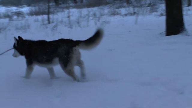 Хаски Сибирские Хаски смотреть онлайн