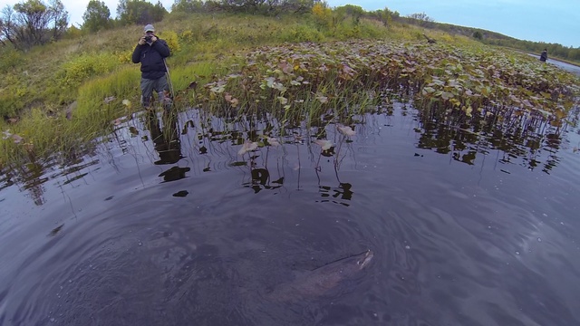 Сёмга на спиннинг.