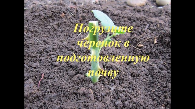 Черенки роз укореняются на 100% ! смотреть онлайн