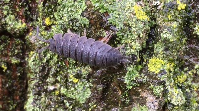 Hornbeam (Carpinus betulus) - woodlouse on trunk - April 2018 смотреть онлайн