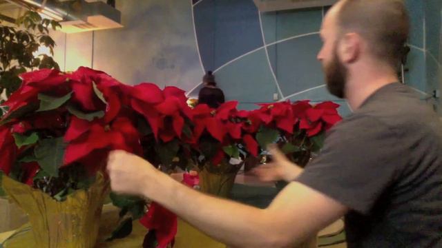 Poinsettia Paradise смотреть онлайн