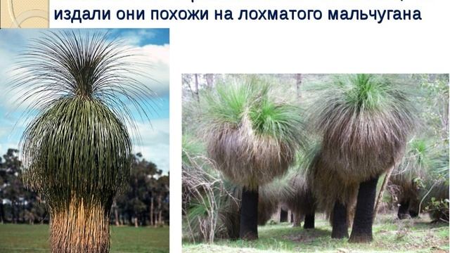 Определение причин формирования эндемичных и реликтовых видов животных и растений Австралии смотреть онлайн