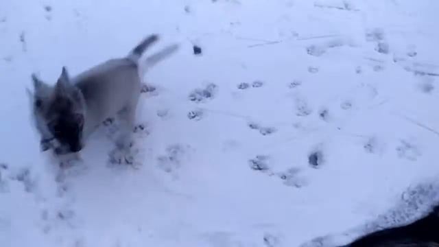 Правильная прогулка с щенком хаски. Учим подходу. смотреть онлайн